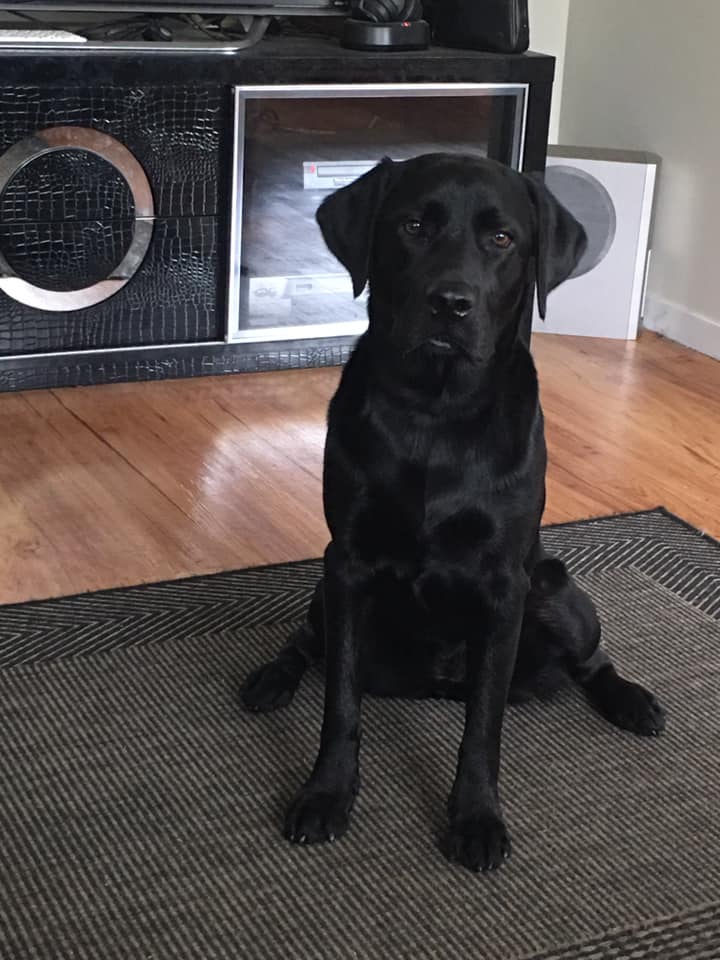 Pet Probiotics
