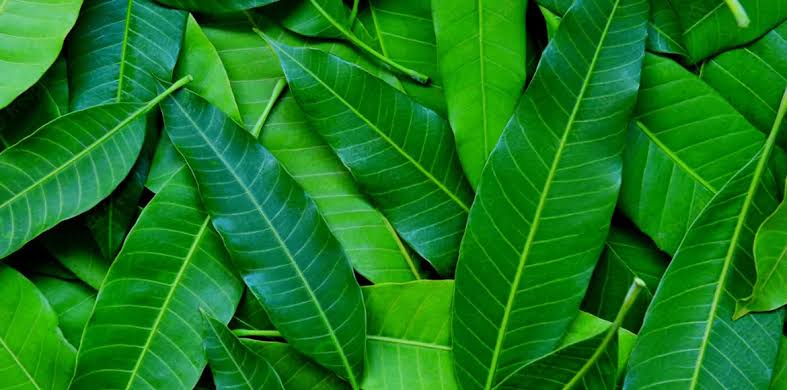 Di’s Medicinal Green Leaf Mix
