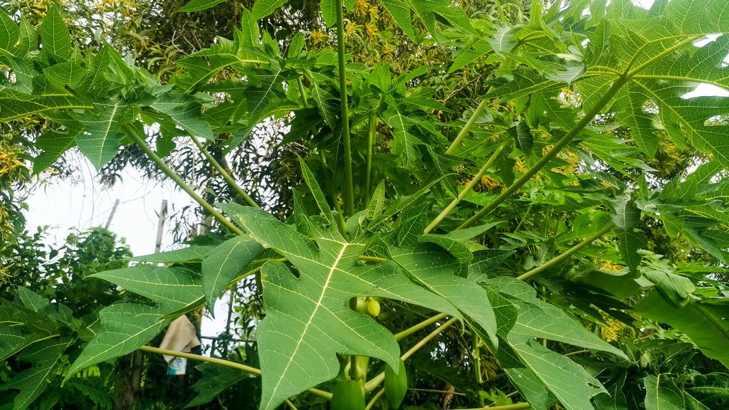 Moringa and Papaya Leaf Elixir