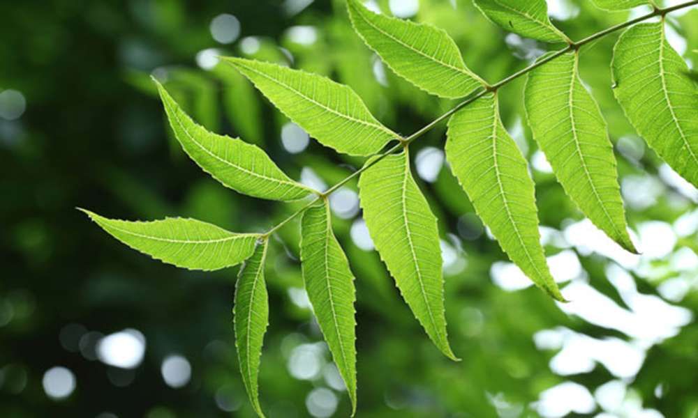 Moringa and Papaya Leaf Elixir