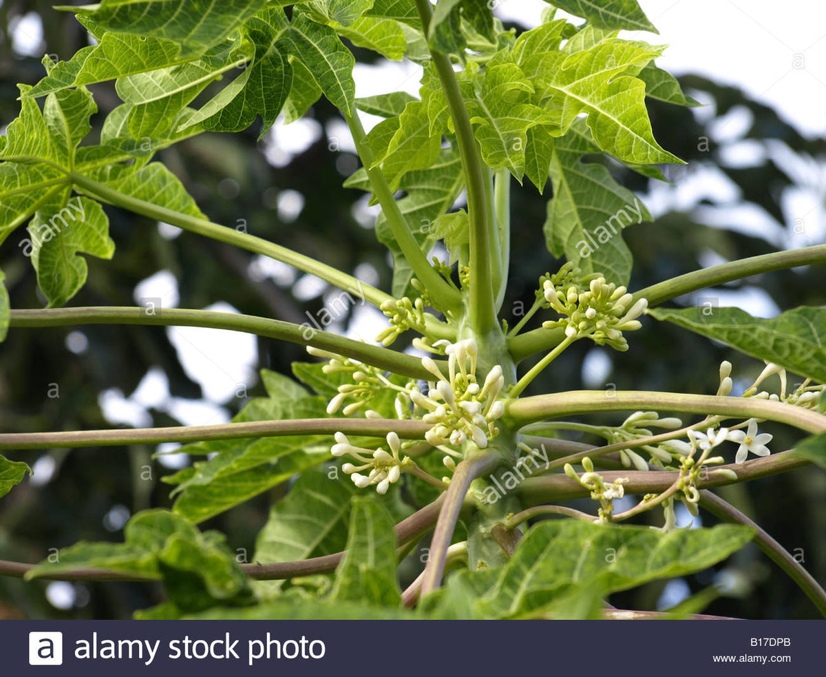 Moringa and Papaya Leaf Powder
