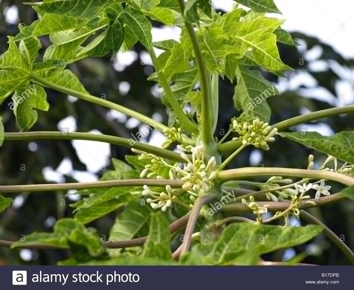 Moringa and Papaya Leaf Powder