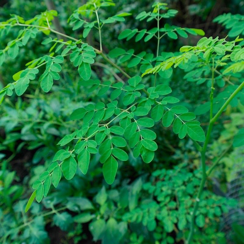 Moringa and Papaya Leaf Powder